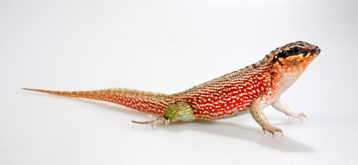 Poster - Bunter Maskenleguan // Haitian curlytail lizard (Leiocephalus personatus)