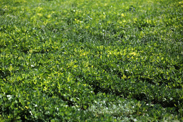 Peanut farming field in harvest time