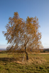 Poster - birch tree in the field