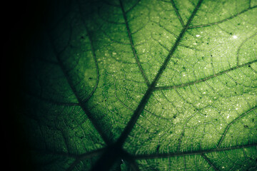 Poster - Beautiful green texture background. Cropped shot of green leaf textured. Abstract nature pattrn for design.