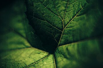 Poster - Beautiful green texture background. Cropped shot of green leaf textured. Abstract nature pattrn for design.