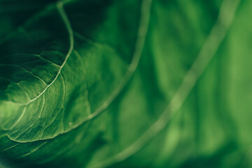 Poster - Beautiful green texture background. Cropped shot of green leaf textured. Abstract nature pattrn for design.