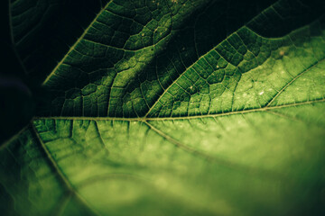 Poster - Beautiful green texture background. Cropped shot of green leaf textured. Abstract nature pattrn for design.