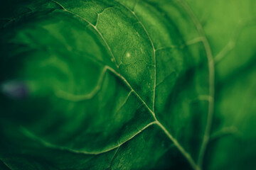 Poster - Beautiful green texture background. Cropped shot of green leaf textured. Abstract nature pattrn for design.