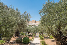 Olive Trees In The Garden Of Gethsemane,  An Urban Garden At The Foot Of The Mount Of Olives In Jerusalem, Where Jesus Prayed And His Disciples Slept The Night Before His Crucifixion
