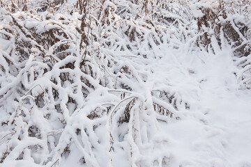 Poster - White fine snow background texture. grass under the snow, winter background