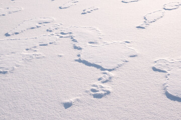 Poster - White fine ice and snow surface texture background texture, winter background