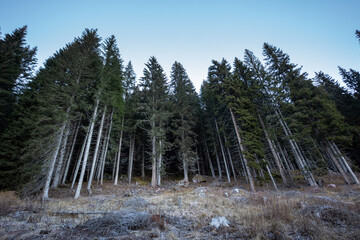low angle shot of pine trees in the forest under a clear s