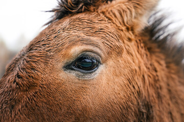  Mongolian wild horse. Close-up eye macro photo.   