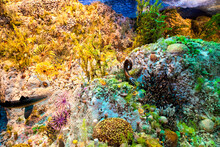  Jurassic Era Reef. Prehistoric Aquatic Reptiles And Fishes Swam The Oceans In The Time Of The Dinosaurs.