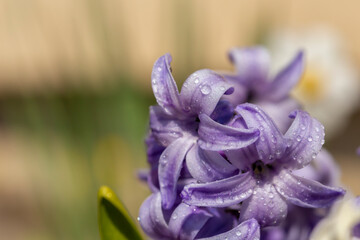 Wall Mural - Purple hyacinth flowers