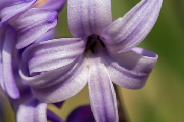 Wall Mural - Detail of purple hyacinth flowers