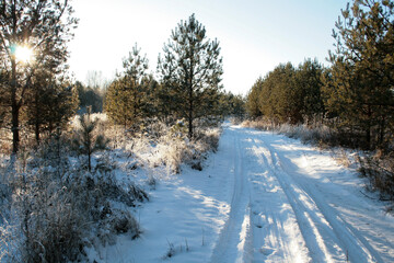 Wall Mural - winter road in the forest