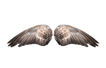 Wall Mural - Pigeon wings isolated on white background