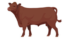 Farm Animal - Red Brown Bull. Aberdeen Angus - The Best Beef Cattle Breeds. Vector Illustration.