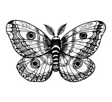 The Giant Emperor Moth Hand Drawn Vector Illustration. Saturnia Pyri Butterfly. Engraving Illustration. Sketch Design.