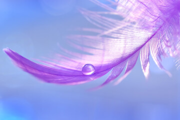 Wall Mural - purple feather with water drop on a blue background. beautiful abstract macro. selective focus.