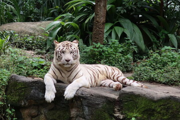 Wall Mural - Singapore Zoo :)