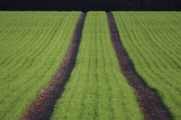 Traces of circles on a green field