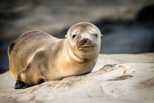 Selective Focus Shot Of California Sea Lion On A Rock
