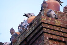 A Group Of Pigeons On The Chimney