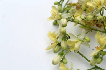 Wall Mural - Moringa flower on white background. Moringa oleifera can use for herb.