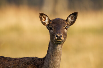 Wall Mural - fallow deer, dama dama, looking to the camera from close up in autumn. female mammal staring on dry 