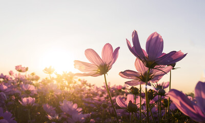 Wall Mural - Pink cosmos flowers in the garden bloom gently in  summer the sunset