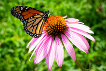 Monarch Butterfly Purple Cone Echinacea Flower With Green Background.