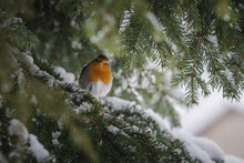 Robin On A Fir Branch With Snow