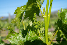 Closeup Of Newly Formed Bunches Of Small Grapes On Vines.