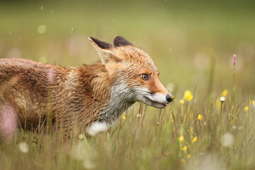 red fox on flowers covered meadow during grey rainy day. the wet animal among flowers and grass. is 