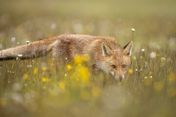 Wall Mural - red fox on flowers covered meadow during grey rainy day. the wet animal among flowers and grass. is 