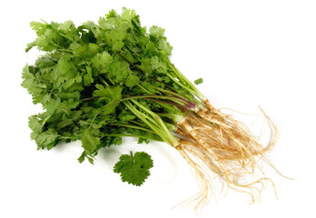 Wall Mural - Fresh Vegetables - Cilantro Roots with Leaves on white Background Isolated