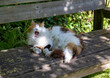 Katze gähnt auf alte Holzbank im Schatten