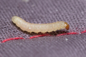 Indianmeal moth, Plodia interpunctella, posed on a fabric curtain