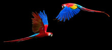 Two Red Parrots, Isolated On Black Background. Bright Red And Blue South American Parrots,  Ara Macao, Scarlet Macaw, Flying With Outstretched Wings, Wild Amazonian Bird.