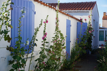 Wall Mural - white houses with blue doors and shutters in the village with pink hollyhocks in the alley in Vendée, France