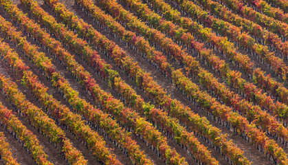 Wall Mural - Vineyard in aturmn, La Rioja, Alava, Basque Country, Spain, Europe