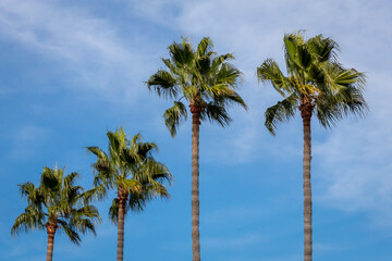 Wall Mural - Four Palm Trees in a Row on Blue Sky