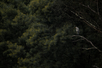 Ardea cinerea 