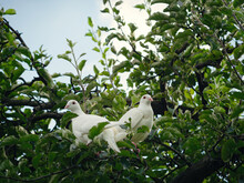 Two White Turtle Doves (Streptopelia Roseogrisea) Sitting On Tree Branch. Couple Of These Birds Is Symbol Of Romantic Love