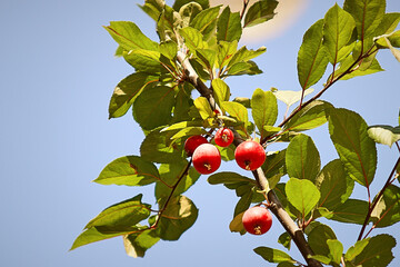 
apple, fruit, tree, red, food, branch, ripe, green, nature, leaf, agriculture, autumn, plum, fresh, pomegranate, garden, healthy, orchard, apples, leaves, harvest, juicy, plant, fall, organic, sweet,