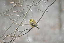 American Goldfinch Perched In A Tree During A Snow Shower