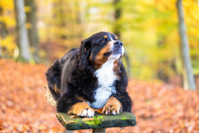 Adorable Bernese Mountain Dog Lying On A Wooden Bench In A Park In Autumn