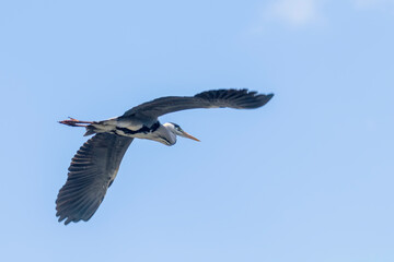 Grey Heron Flight (ardea herodias) Grey Headed Heron Flying Blue Sky 