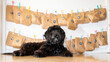Cute little black labra doodle dog sits proudly in front of its own home made advent calendar. 