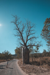 Wall Mural - a tree on the side of a road