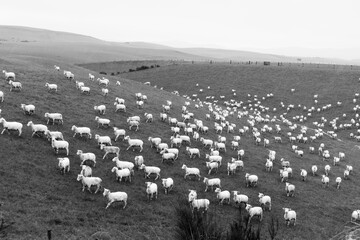 Poster - Recently shorn lambs running into and through a small green valley