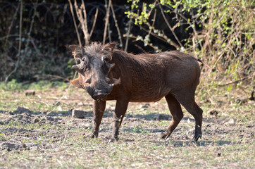 Wall Mural - african warthog in the wild